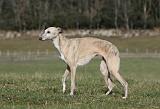 WHIPPET 365